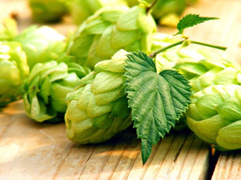 精酿啤酒 | 酒花制品的种类及特点有哪些？